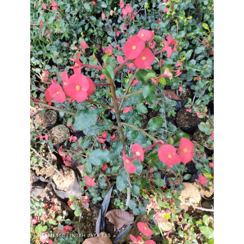 tanaman hias eforbia gerolldi, eforbia tanpa duri mirce