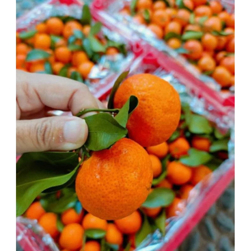 

ON PROMO Santang Tangerine / Jeruk manis seger
