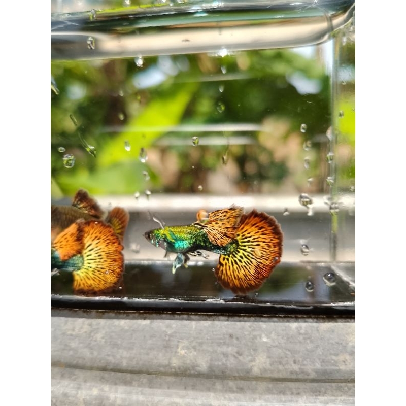 GUPPY SULTAN hiasan aquarium ( PLATINUM RED DRAGON SEPASANG )