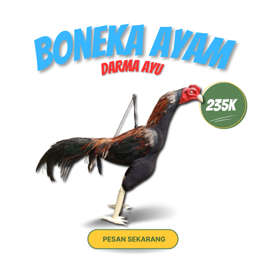 Boneka Ayam Aduan FULBODY melatih ayam aduan  Alat untuk latihan Ayam Abar Aduan