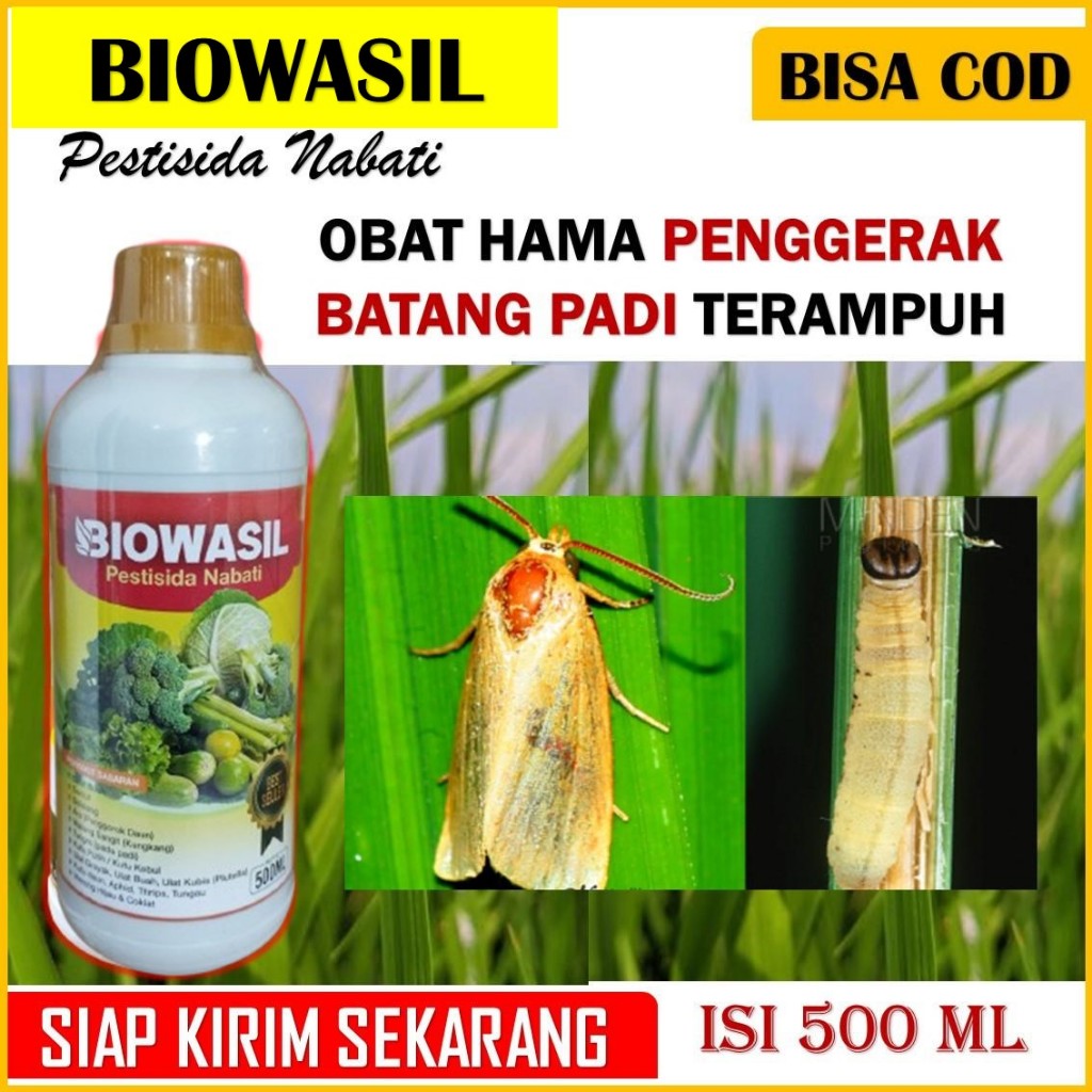(PROMO COD) obat hama penggerak batang padi - obat hama padi sawah penggerak batang padi BIOWASIL  P