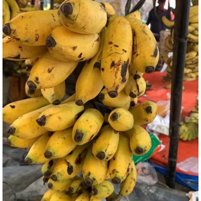 

Pisang Ambon/Tanduk/kepok/Lampung/Raja/Uli