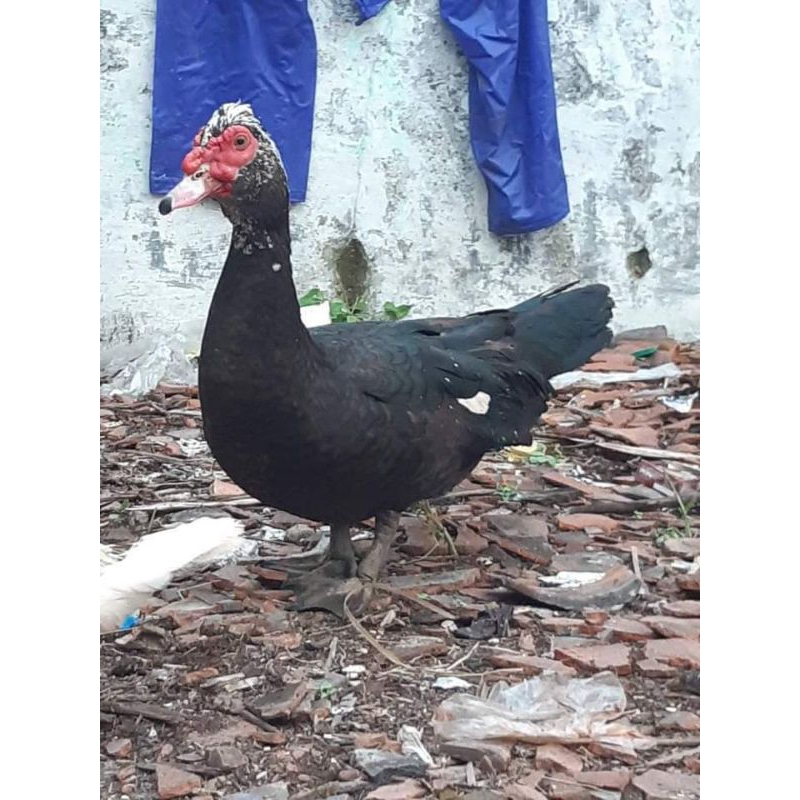 Telor Tetas mentok Rambon (RANDOM)