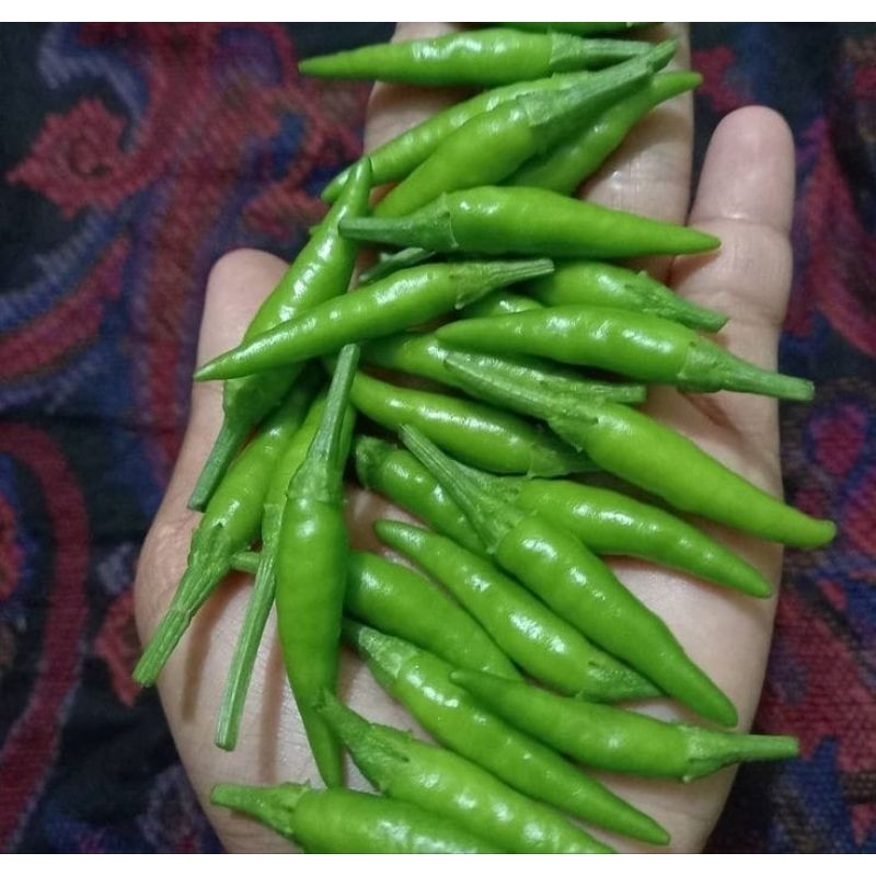 

Cabe Rawit Hijau
