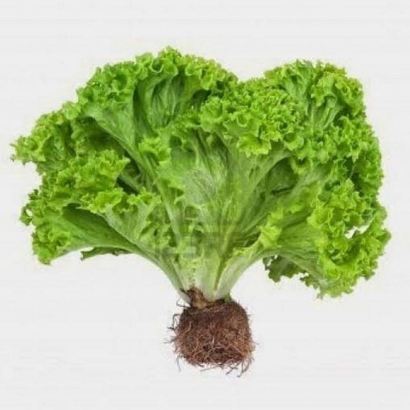 

SELADA FRESH +-250g