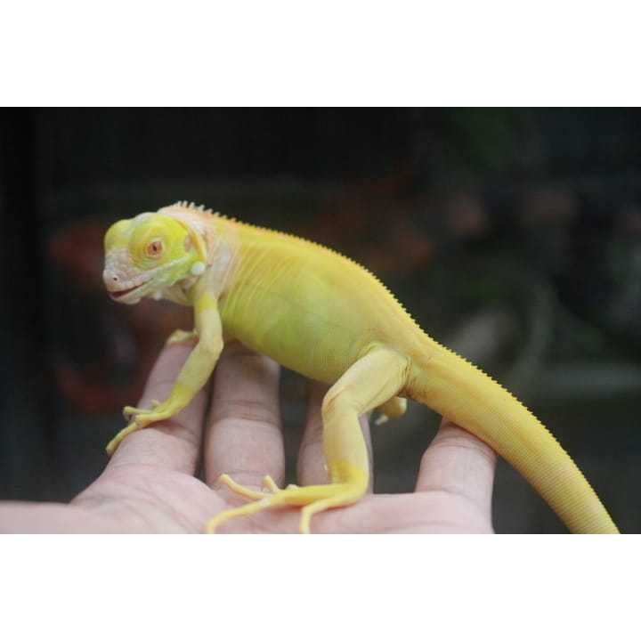 baby iguana albino