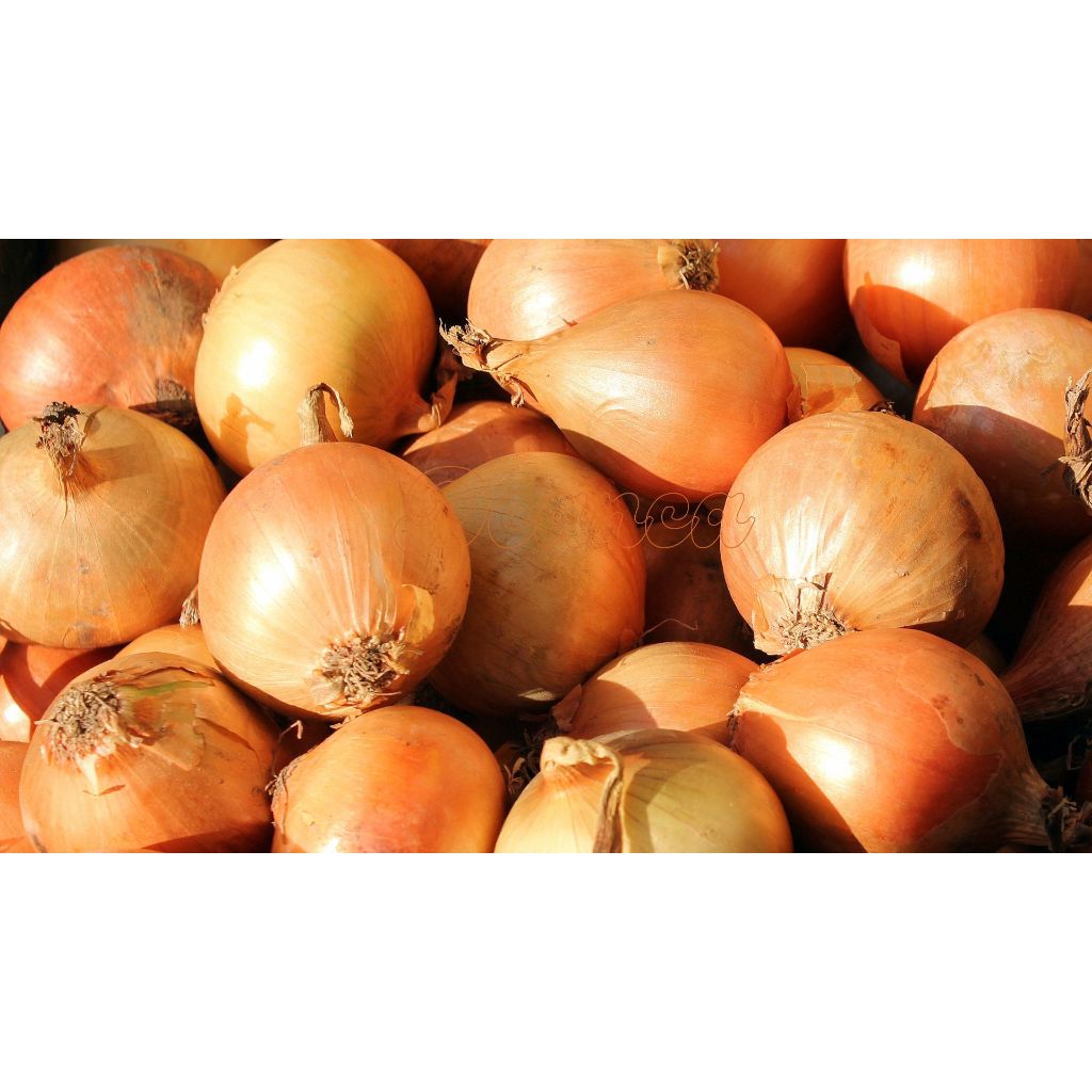 

Bawang Bombay Segar | Onion