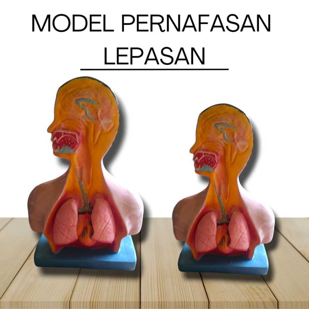 

Model Pernafasan Lepasan - [ Alat Peraga IPA ]