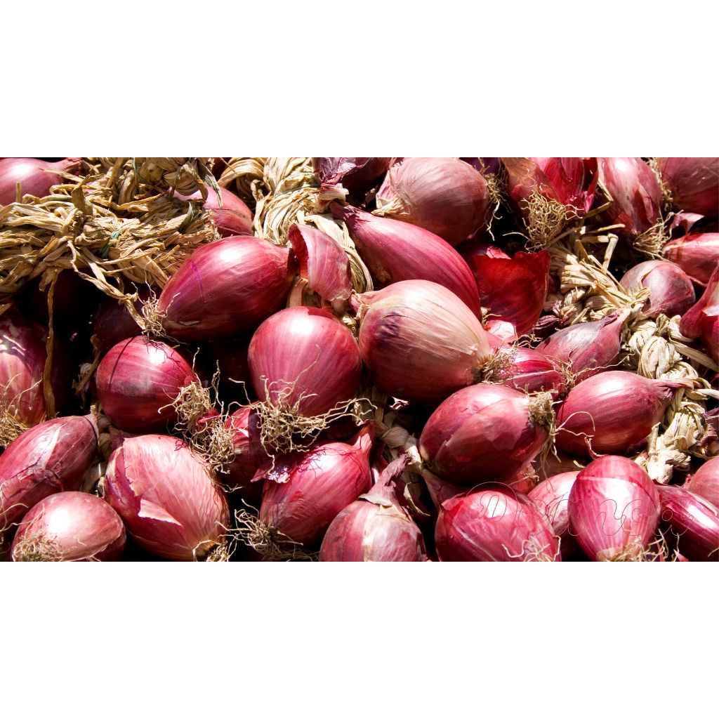 

Bawang Merah Segar | Red Onion
