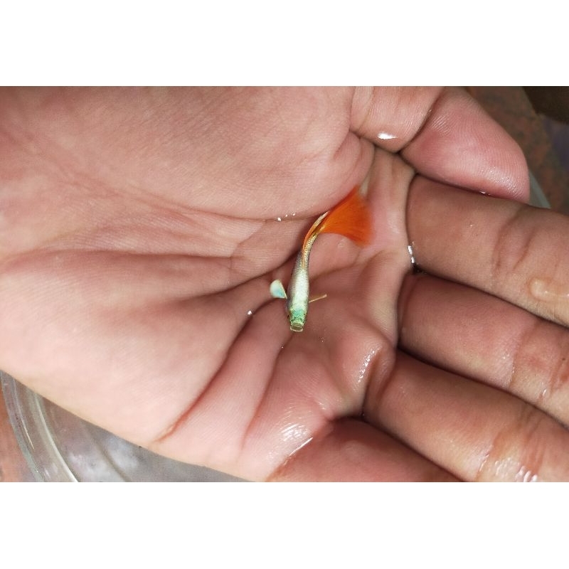 Guppy gold merah sepasang