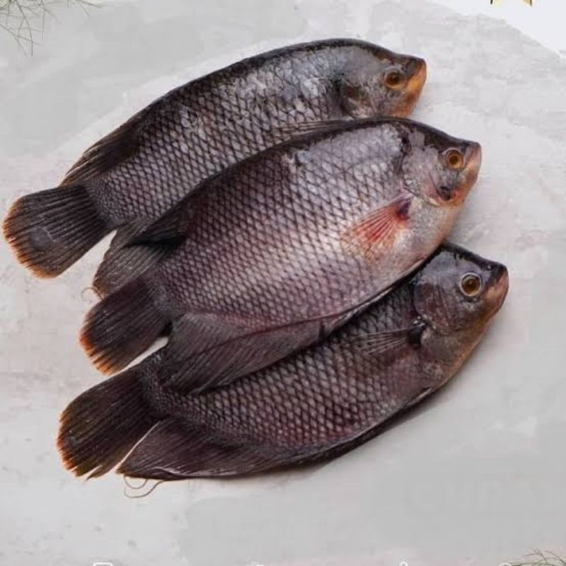 

Ikan Gurami