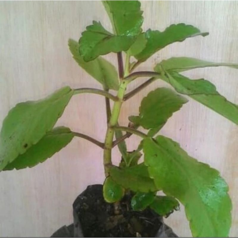 

Daun cocor bebek per lembar