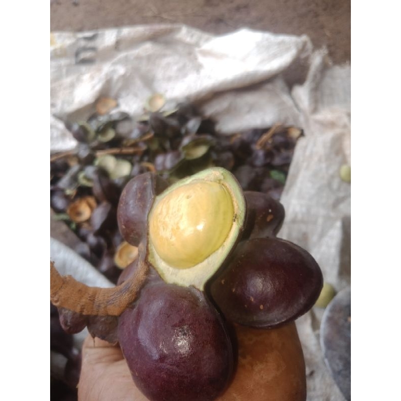 

Jengkol/jreng/jengki belum kupas 1kg ya