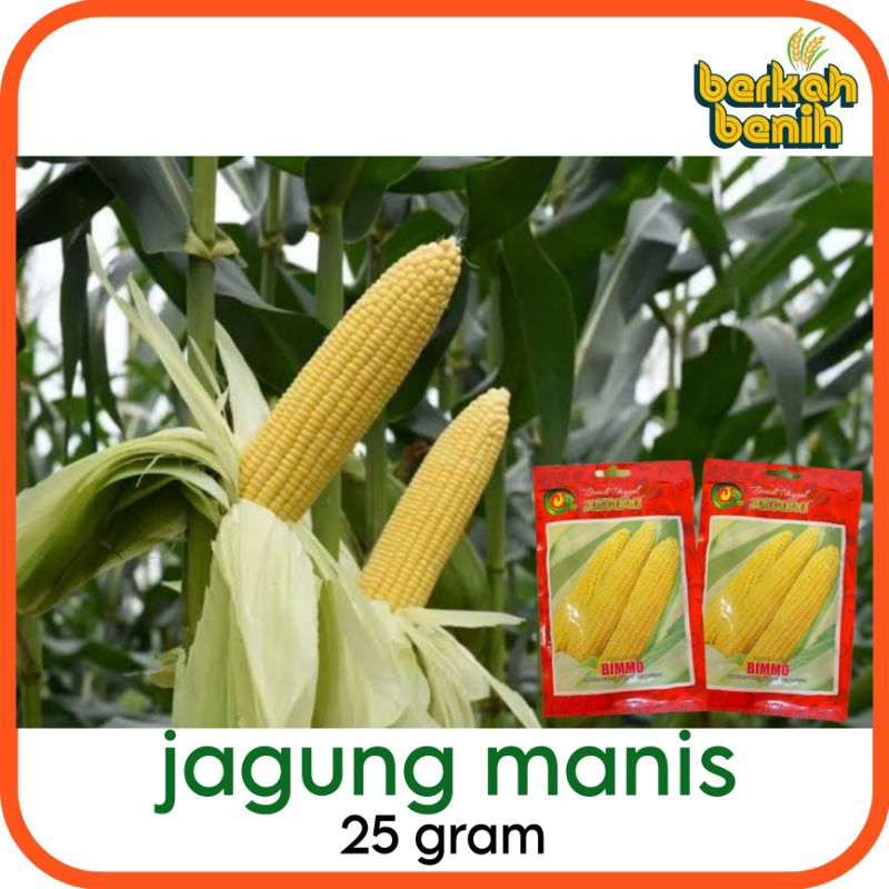 benih jagung manis ( 25 gram ) bimmo