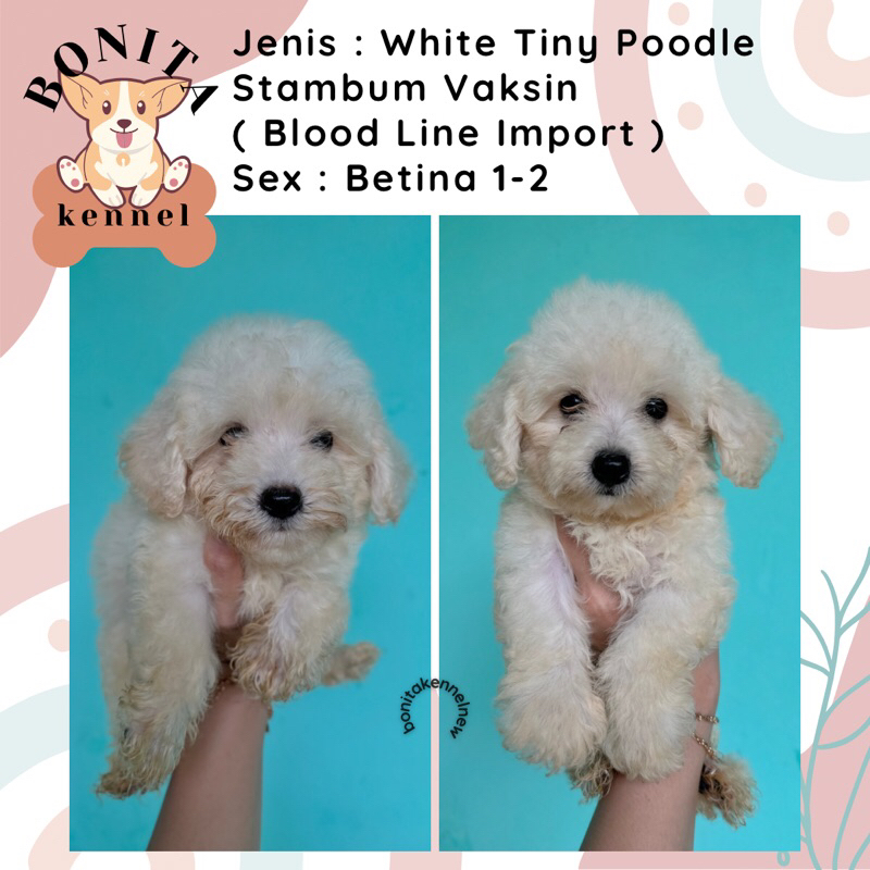 Red Fawn White Tiny Tea Cup Toy Poodle Stambum Anak Anjing Poodle Red Jantan Betina