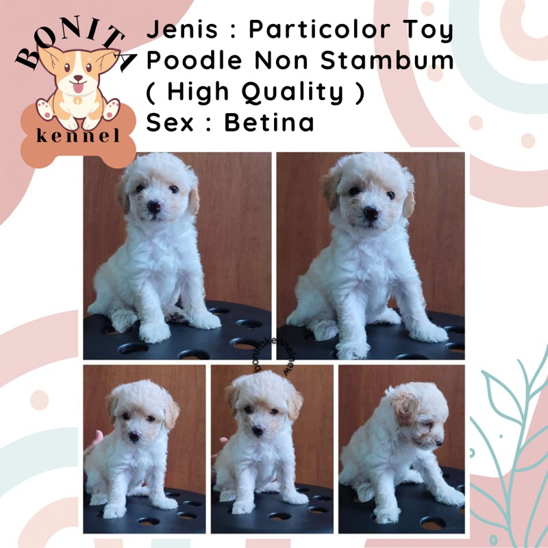 Light Fawn Particolor Tiny Toy Poodle Non Stambum Jantan Betina Anakan Anjing Poodle Putih