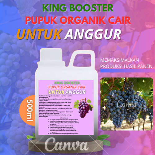 Pupuk Anggur Cepat Berbuah / Pupuk Anggur Masa Pertumbuhan / Pupuk Anggur Berbuah Besar dan Manis / 