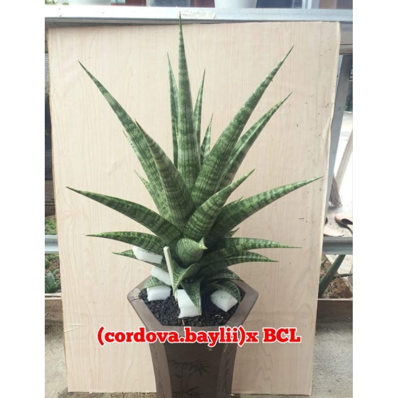 Sansivera (Cordova x Balyi) x (Boncel)size remaja