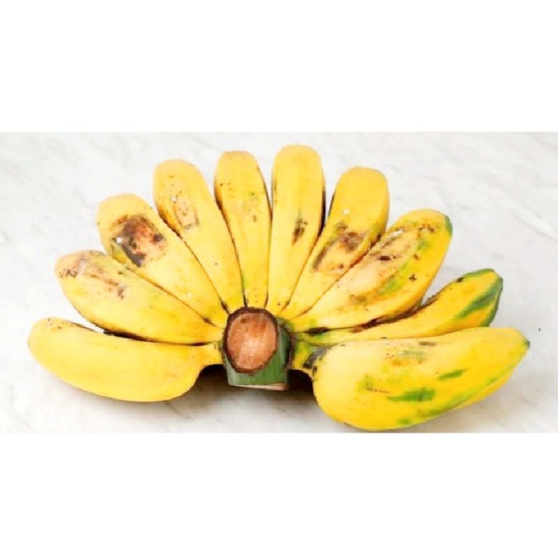 

Buah Pisang Kapok 1 Sisir