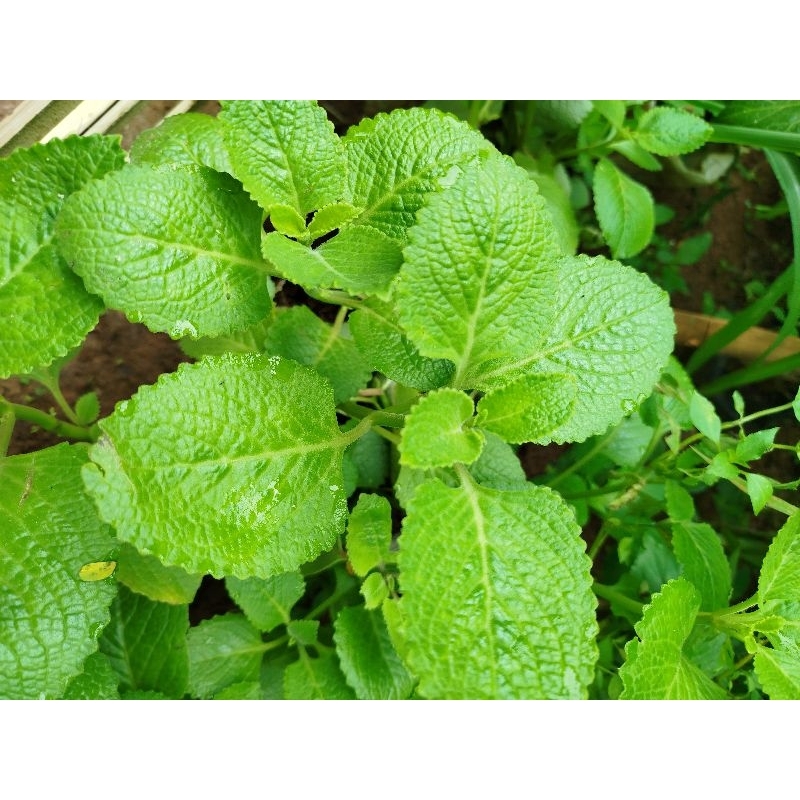 

Daun jinten segar 250gram terbaik