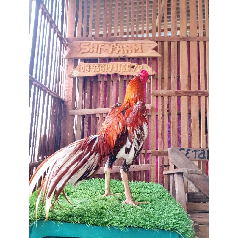 Plucker x pakoy brakot patok punggung