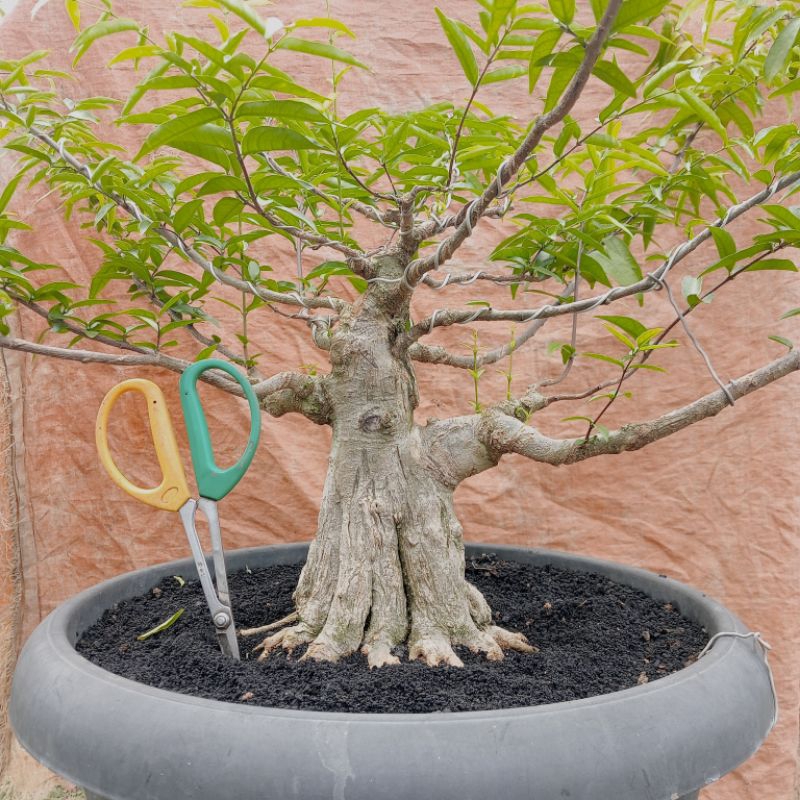 Bahan bonsai anting putri medium