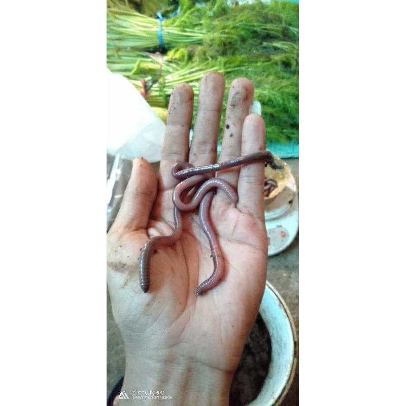 Cacing Kalung Cacing Anakonda Cacing Gelang Cacing Tanah