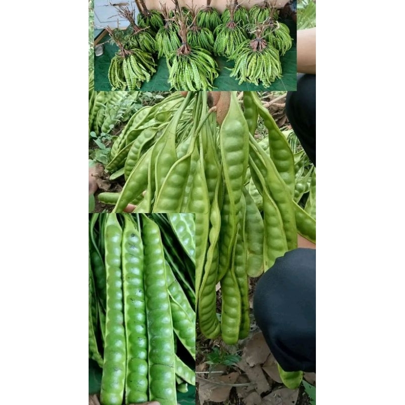

sayur petai mentah segar hasil tani sendiri