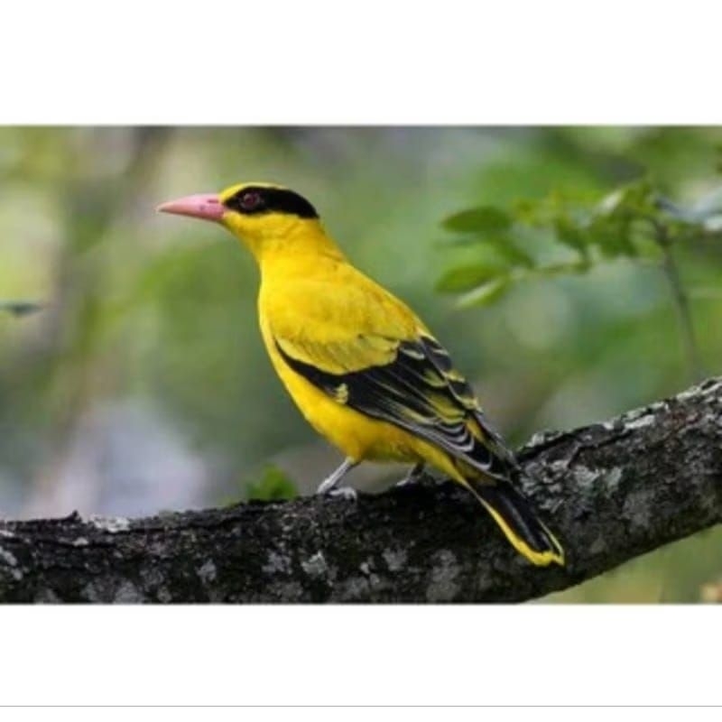 burung Podang mas pilihan rawatan