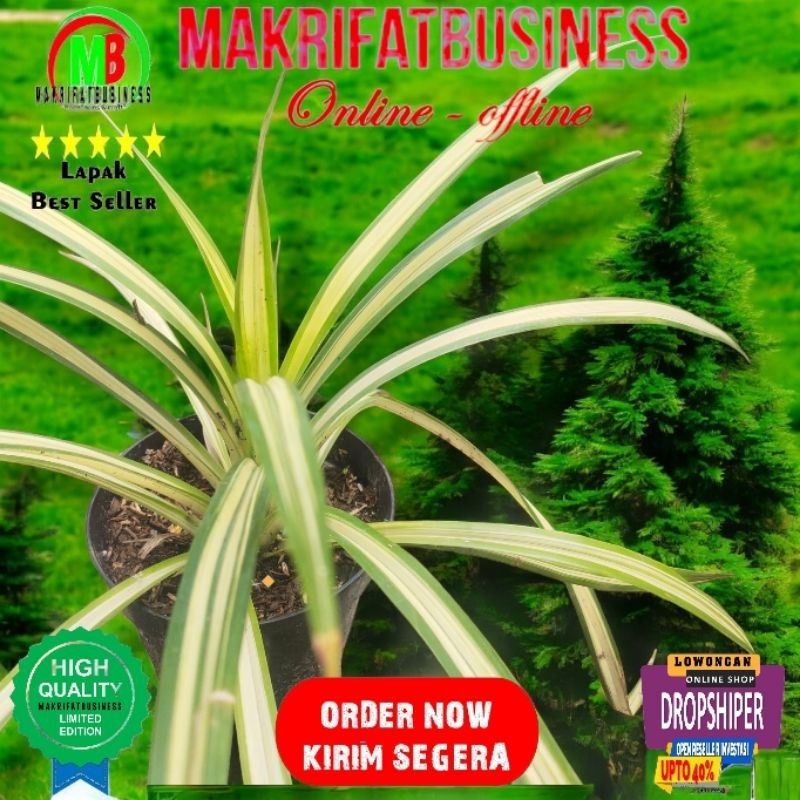 Paket 1 Pcs Remaja 20 - 30 cm  Bibit PANDAN KUNING PANDAN VARIGATA Pandan Afrika  Siap Tanam