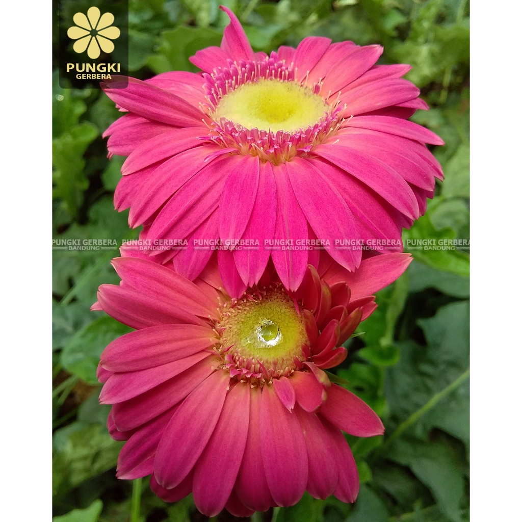 Tanaman Gerbera Import - Tanaman Herbras Dewasa