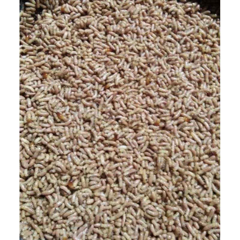 poa/warangas/umpan/pancing/segala/jenis/ikan/air/tawar/per/1on