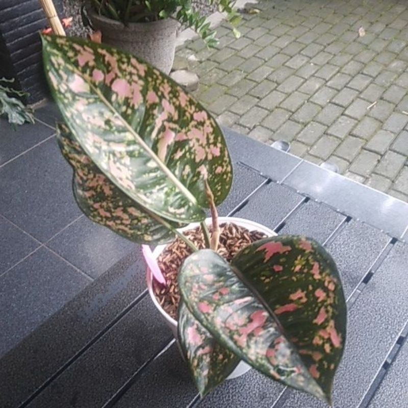 Aglonema rubi compacta