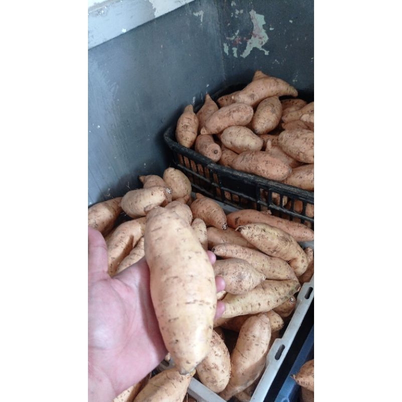 

ubi madu mentah 1kg spek oven asli bulukerto