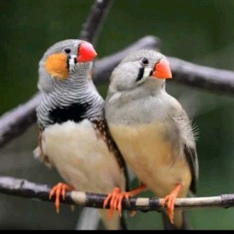 BURUNG ZEBRA FINCH TIMUR SEPASANG