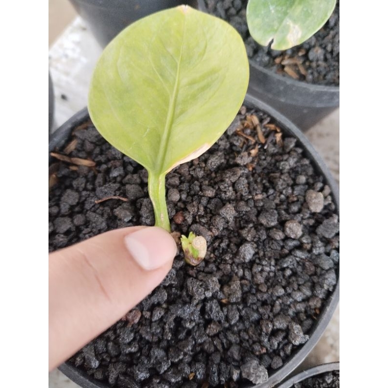 anthurium mangkok rasputin original ( bonggol 2 tunas)