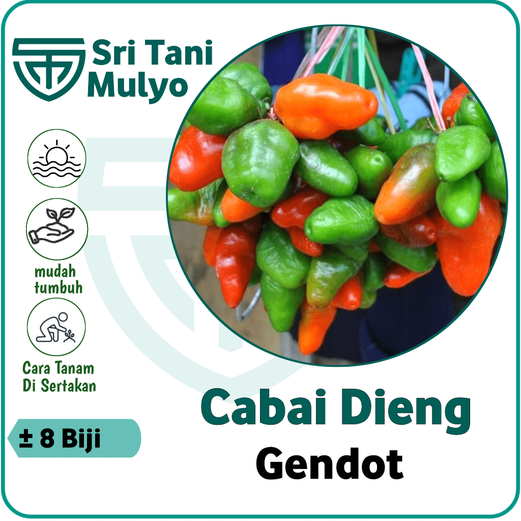 

Melar Farm - 8 Benih Sayuran Cabai Gendot Berkualitas dan Unggulan