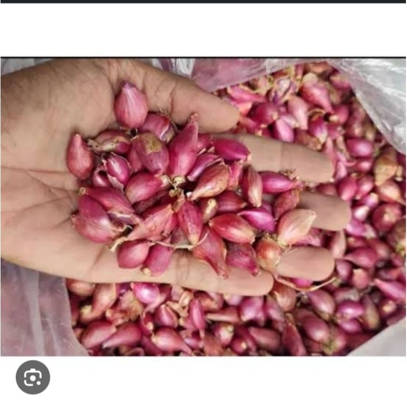 

Bawang merah gerusan 1kg kering bersih | bawang merah kecil gerusan / bamer / bawang merah ulekan /brambang goreng