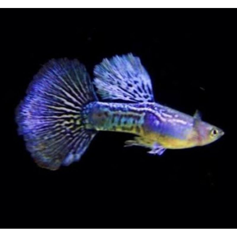 Hiasan aquarium Guppy purple dragon sepasang