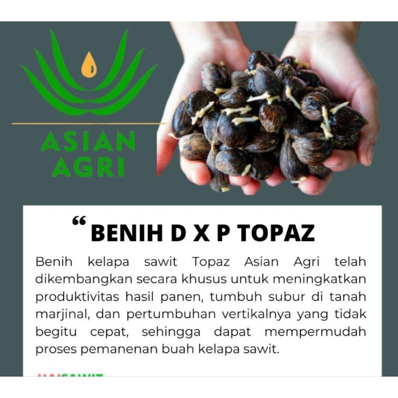 bibit kecambah sawit TOPAZ UNGGUL