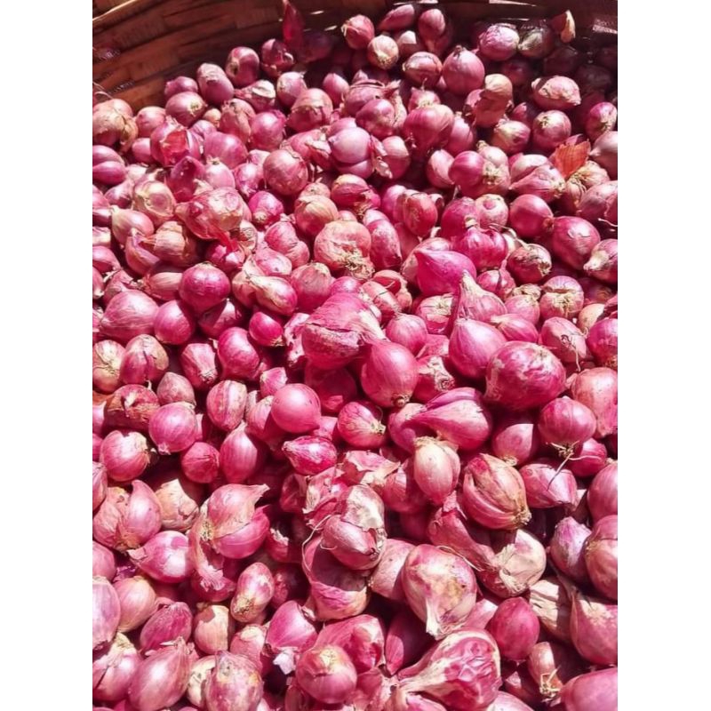 

bawang merah probolinggo (tanggung kecil)