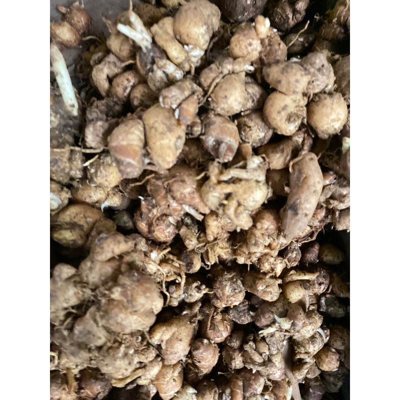 

Kencur 100 gr