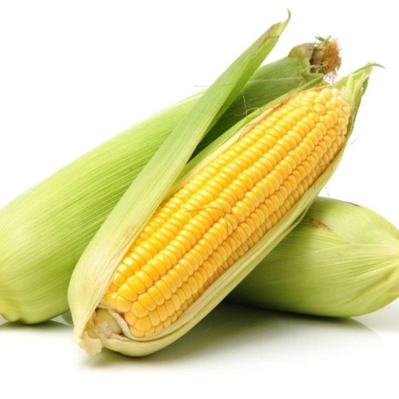 

Jagung Segar