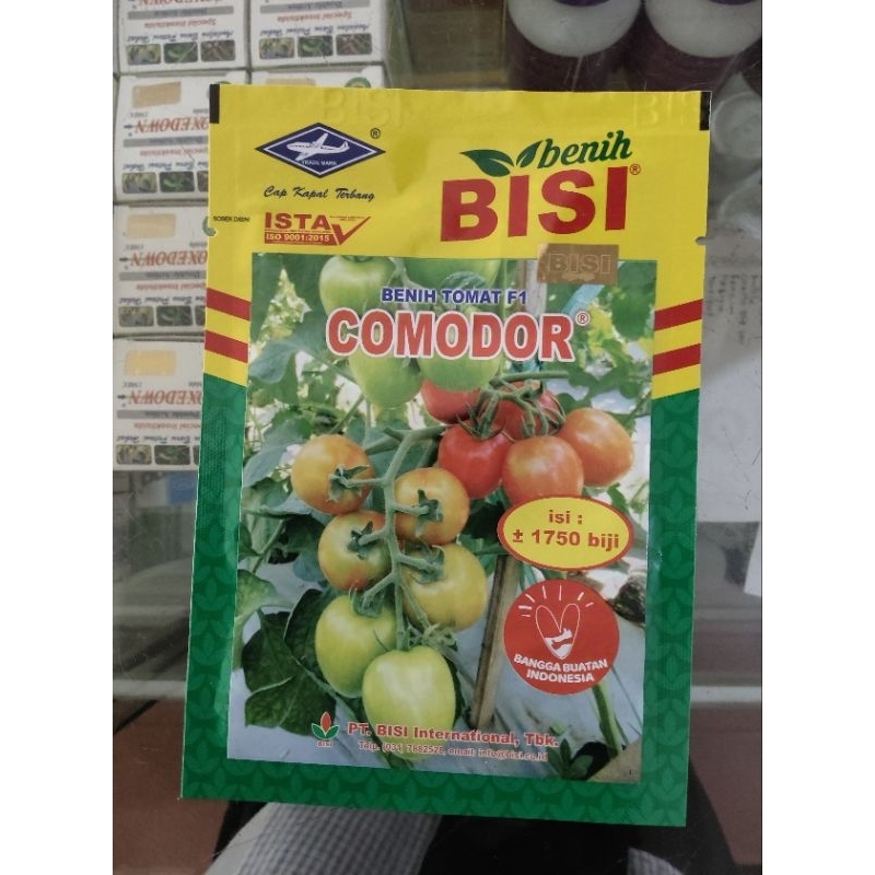 bibit benih tomat comodor