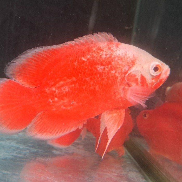 IKAN HIAS OSCAR RED CHILI