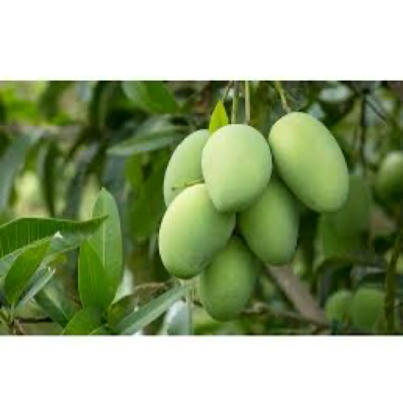 

Mangga harummanis