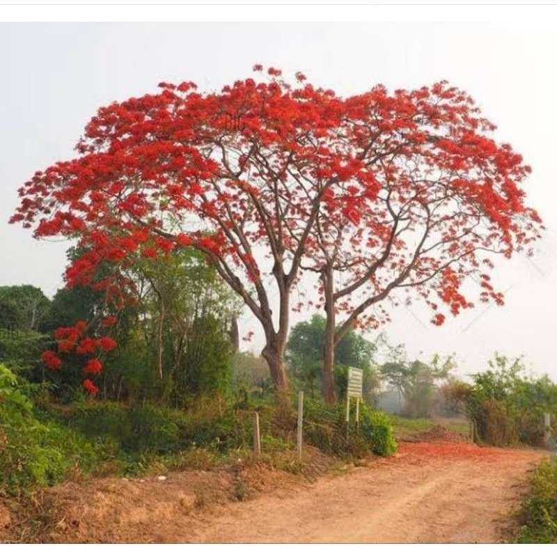 Tanaman Hias Tabebuya Merah Tinggi 1meter/ Pohon Tabebuya Merah