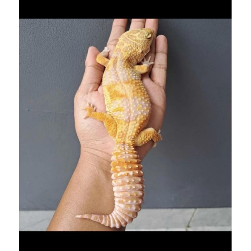 Mainan Gecko 26cm mulus jantan