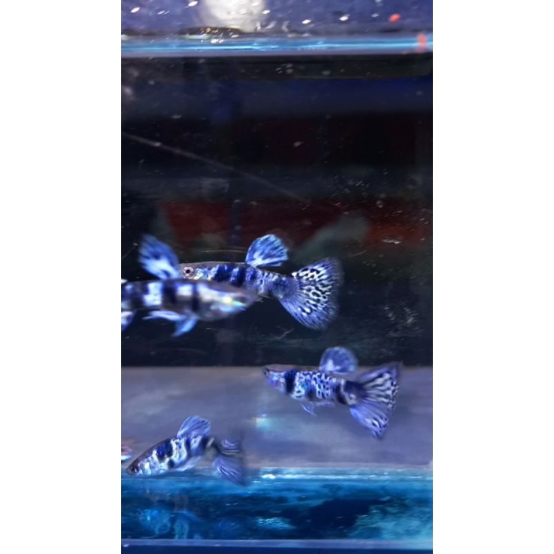 Hiasan kolam /aquarium [ Blue tiger king cobra ]