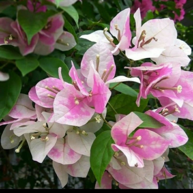 Bunga Bougenville Jenis id es cream import
